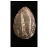 Polished double Orthoceras cephalopod fossils