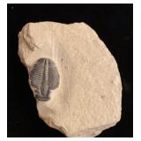 SPIU Elrathia Trilobite