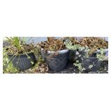 (3) Plastic Planters