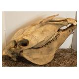 Bison Skull #1