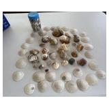 Shells and Sand Dollars