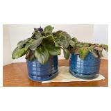 African Violet Plants
