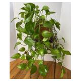 Healthy Philodendron Plant & Stand