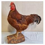 Taxidermy Rooster Mount