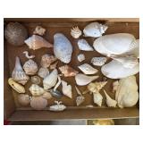 Shells, Shells and More Shells