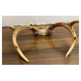 Deer Antlers