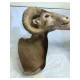 Mounted Ram Head Tennesee
