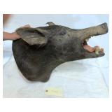 Mounted Boar Head Tennessee