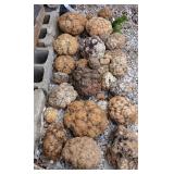Geode Rocks