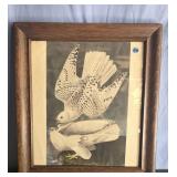 John Audubonï¿½s "Icelands Birdsï¿½ reproduction