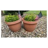 Plastic Terracotta Planters of Lillies