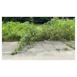 Black Raspberry Patch 24ft