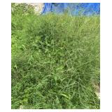 Asparagus Patch 3ft x 6ft