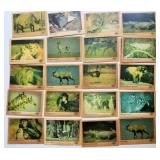 Colonial Bread 1977 Animal Cards