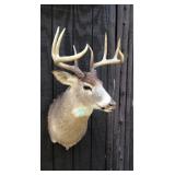 Lg 8 Point Indiana Deer Field Dressed 218lbs 8" in