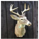 Respectable 8 Point Indiana Deer 17" Inside Spread
