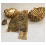 Prehistoric Mammoth Teeth
