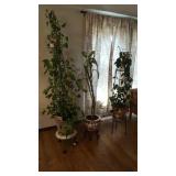 3 floor plants with plant stands.