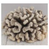 Preserved Dried White Coral Specimen Decoration