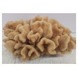 Preserved Dried Brown Coral Specimen Decoration