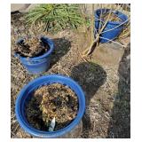 Three blue plastic Grosfillex pots, 19 1/2" dia x