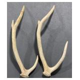 (H) 3 Point White Tail Deer Antlers.(Approx.