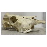 (AM) Cattle Skull Appr 18 in