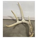 (AM) 4pt Deer Antler Appr 9x9.5x9 Inches