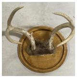 (AM) Mounted Deer Antlers Appr 9.5x10.5 inches