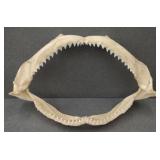 (TB) Shark Jaw (Bull Shark) 11×8