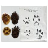 Vintage 1970 NASCO Nature Study Bobcat & Timber