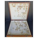 (P) Entomology Collection Of Moths, In A 14"ï¿½14"