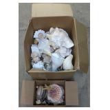(MH) Sea Shells & Star Fish & Crab Shells All