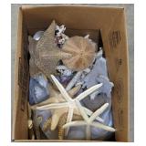 (MH) Sea Shells & Star Fish All Sizes