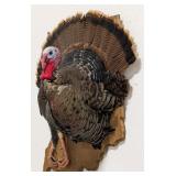Tom Turkey Half Body Taxidermy Mount on Indiana Pl