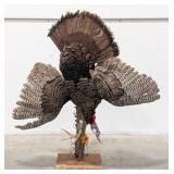 Big Tom Turkey Hanging Harvest Full Body Taxidermy