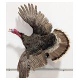 Flying Tom Turkey Full Body Taxidermy Wall Mount
