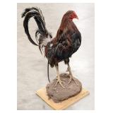 Chicken Full Body Taxidermy Mount