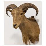 Barbary Aoudad Sheep Shoulder Mount Taxidermy