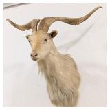 Catalina Island Goat Shoulder Mount Taxidermy
