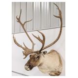 Large Caribou Shoulder Mount Taxidermy