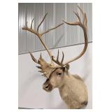 Large Caribou Shoulder Mount Taxidermy