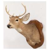 8-Point Whitetail Deer Shoulder Mount Taxidermy on