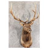 6x6 Bull Elk Full Body Taxidermy Mount