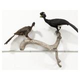 Currasow & Guan Full Body Taxidermy Wall Mount on