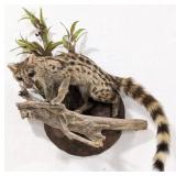 African Common Genet Cat Full Body Taxidermy Wall