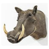African Warthog Shoulder Mount Taxidermy
