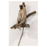 South African Black Faced Vervet Monkey Full Body