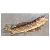 1977 Canadian 41in Northern Pike Taxidermy Mount o
