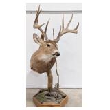 12-Point Whitetail Deer Shoulder Mount Taxidermy o